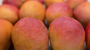 Kent mangoes