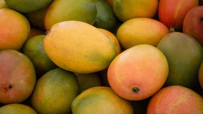 Mangoes in season