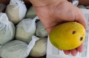 Chausa mango