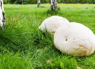 Giant Puffball mushroom