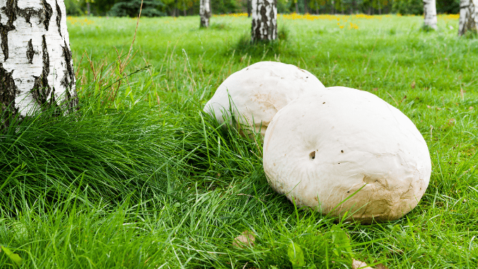 Giant puffball mushroom (Calvatia gigantea)