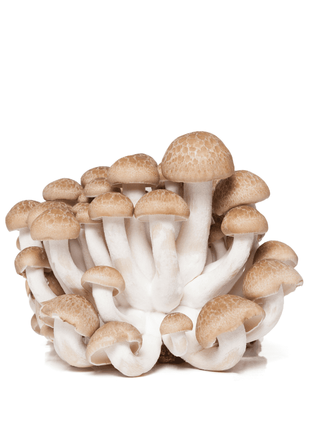 Why should we eat Shimeji mushroom?