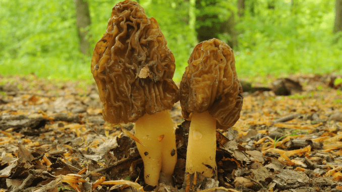 Verpa bohemica: The early morel mushroom