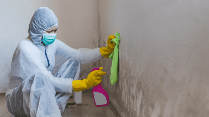 Molds on the wall: Causes and Prevention